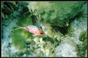 14 Reef near sandbar with some fish